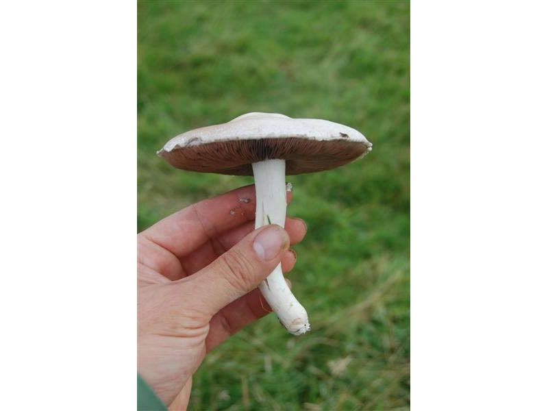 handpicked-mushrooms-1