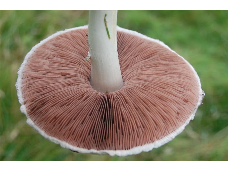 handpicked-mushrooms
